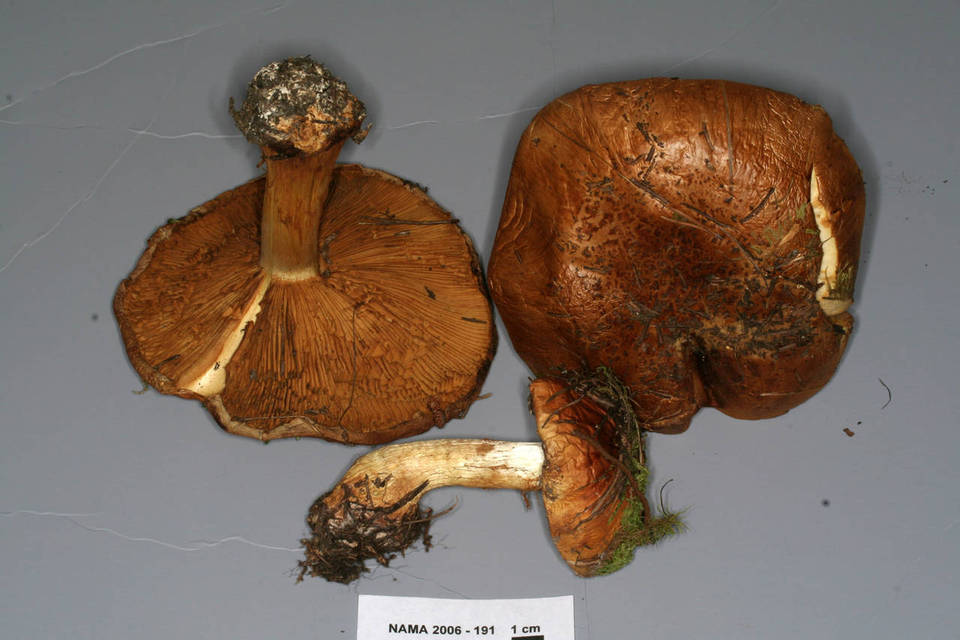 Cortinarius elegantior image