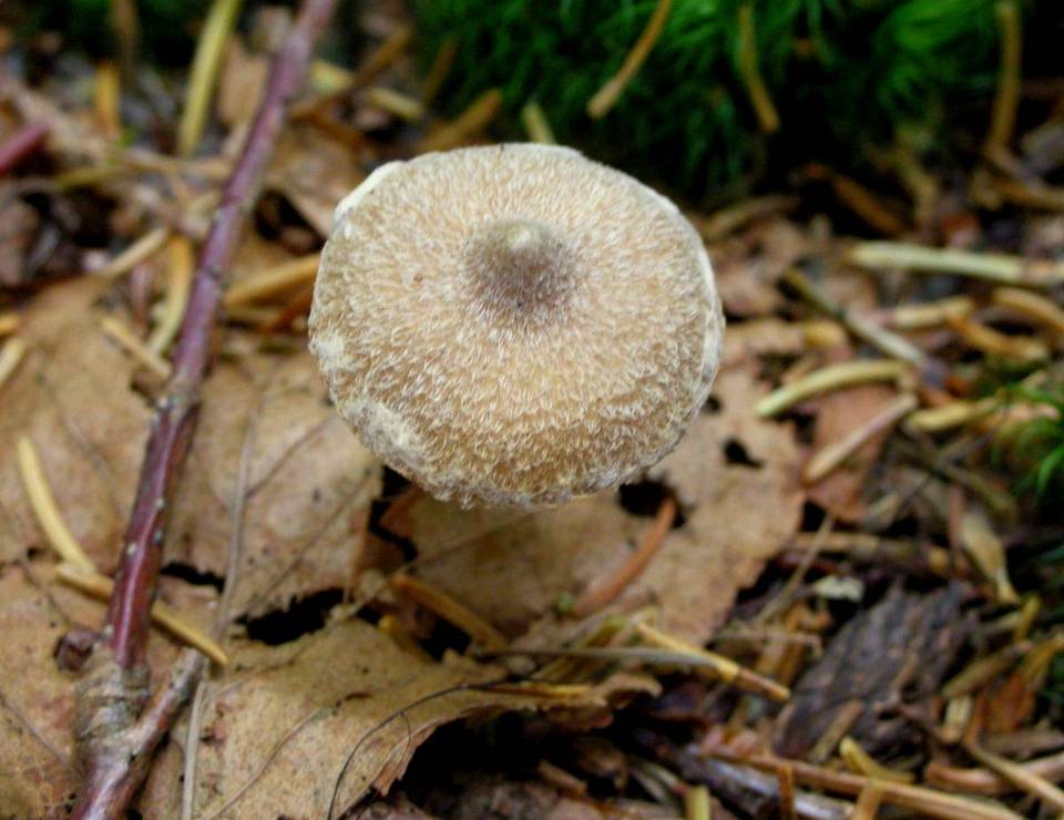 Cortinarius flexipes var. flexipes image