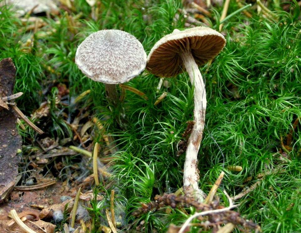Cortinarius flexipes var. flexipes image
