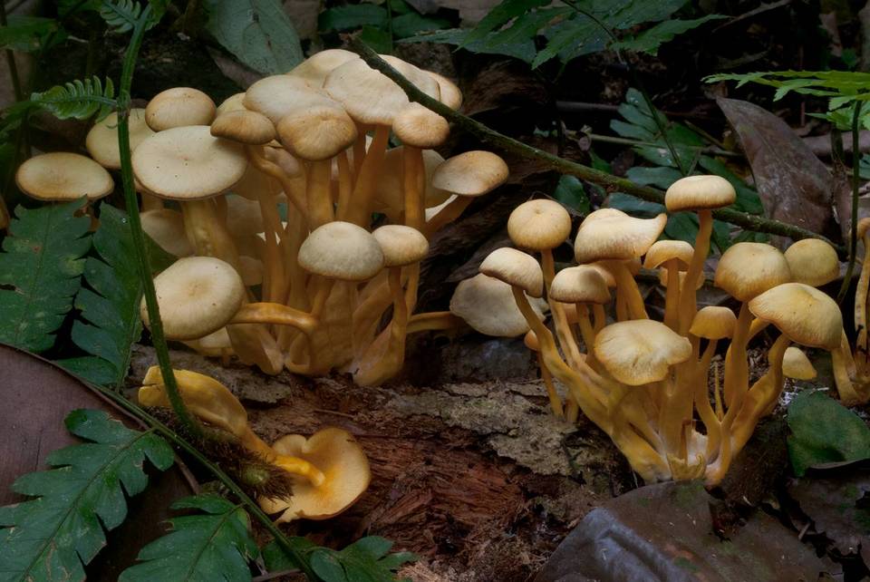 Tricholomopsis aurea image
