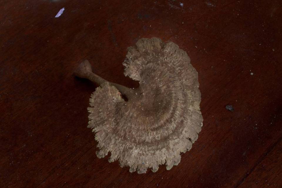 Stiptophyllum image