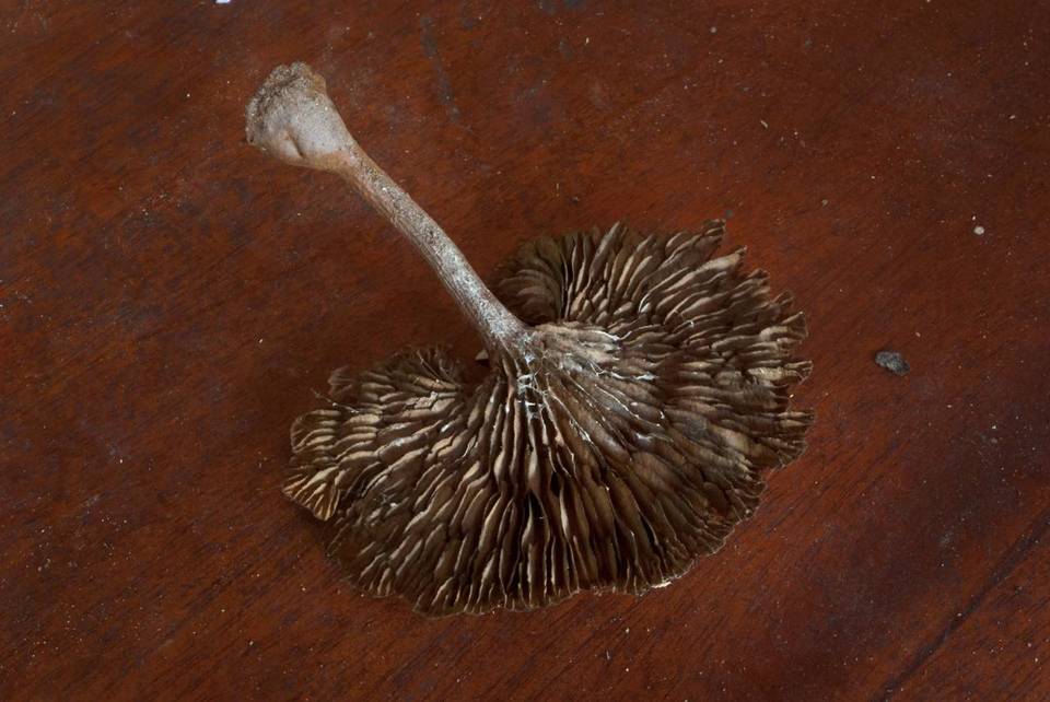 Stiptophyllum erubescens image
