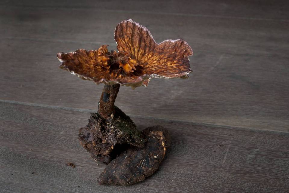 Cymatoderma sclerotioides image