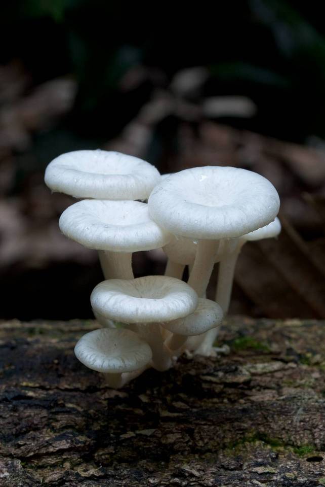 Lentinus concavus image