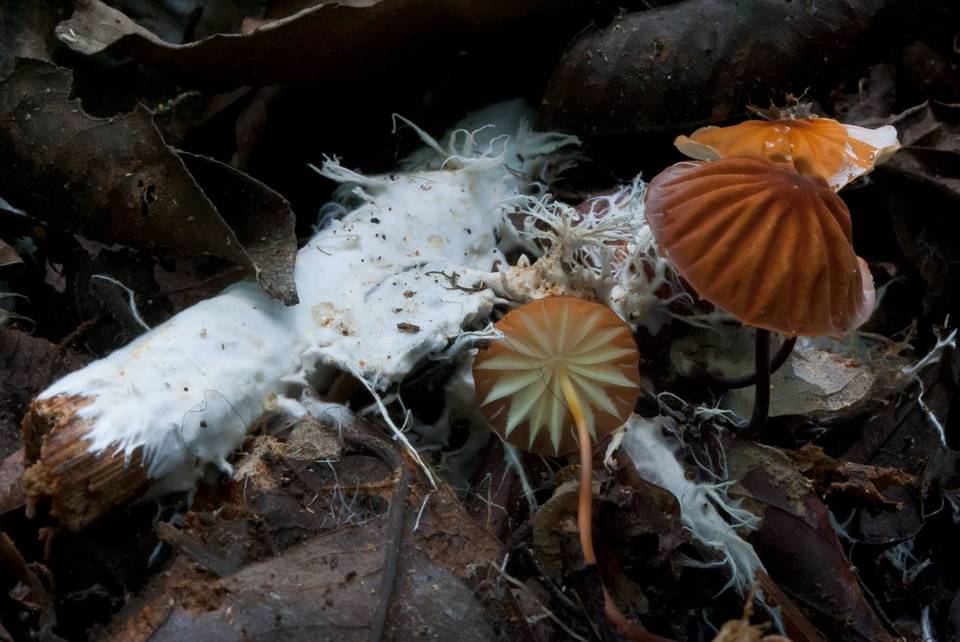 Marasmius rhabarbarinus image