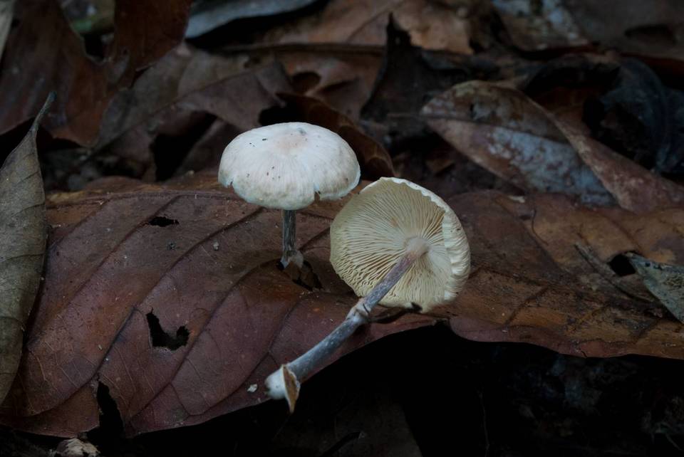 Gymnopus omphalodes image