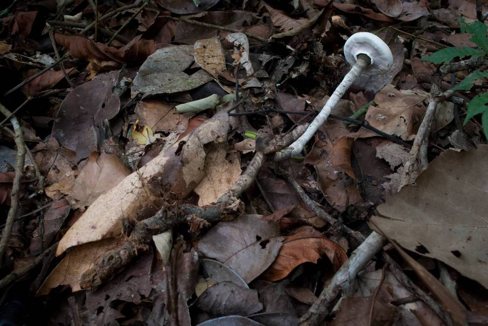 Amauroderma camerarium image