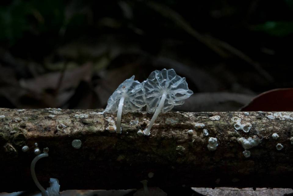 Marasmiellus coilobasis image
