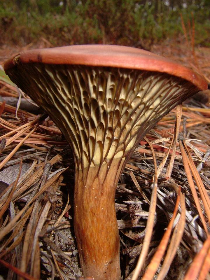 Phylloporopsis boletinoides image