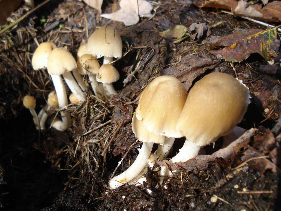 Candolleomyces candolleanus image
