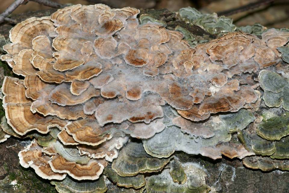 Hypomyces polyporinus image