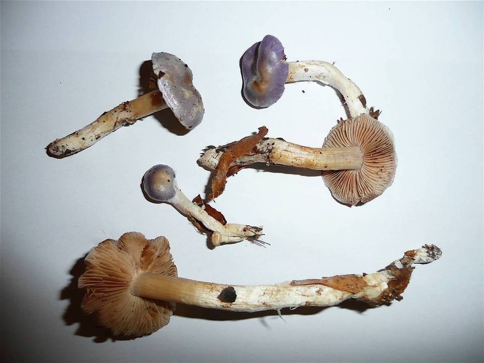 Cortinarius croceocaeruleus image