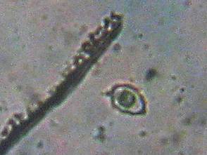 Entoloma tjallingiorum image