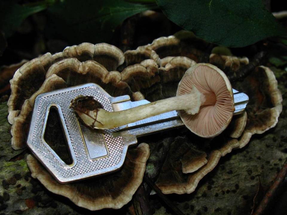Agaricus miniatus image