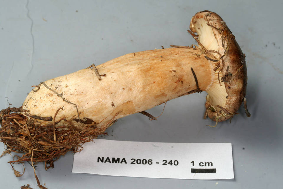Lactarius kauffmanii image