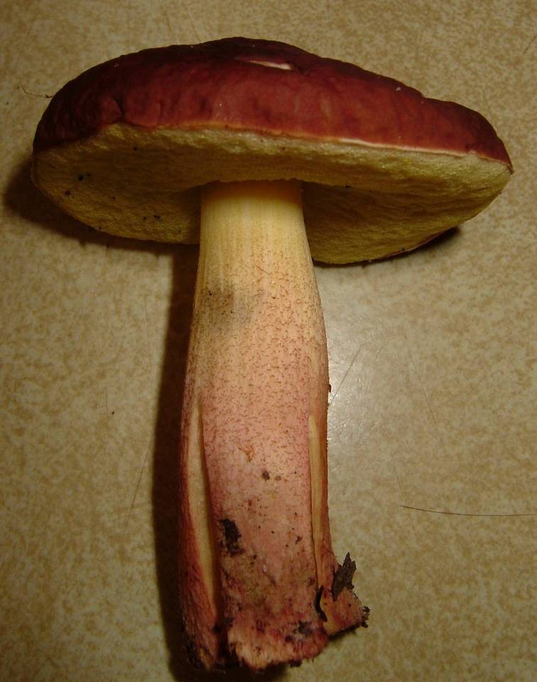 Leccinum rubropunctum image
