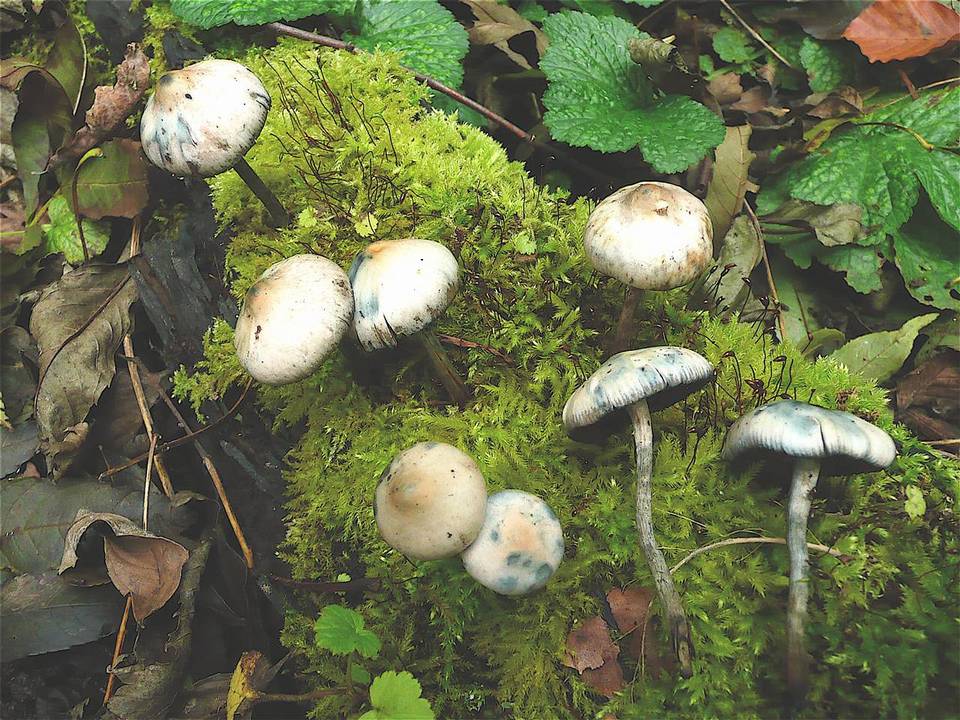 Psilocybe bohemica image
