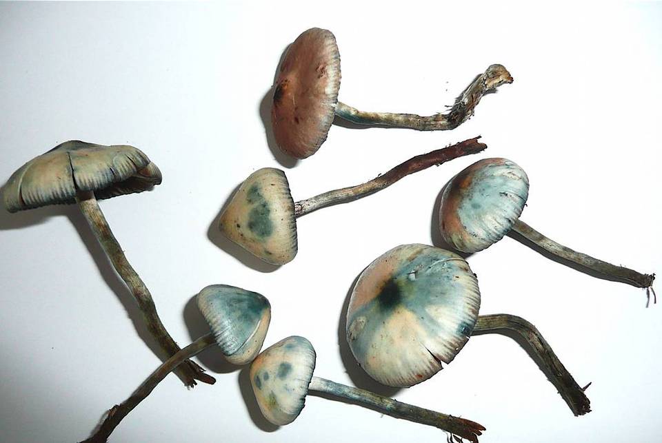 Psilocybe bohemica image