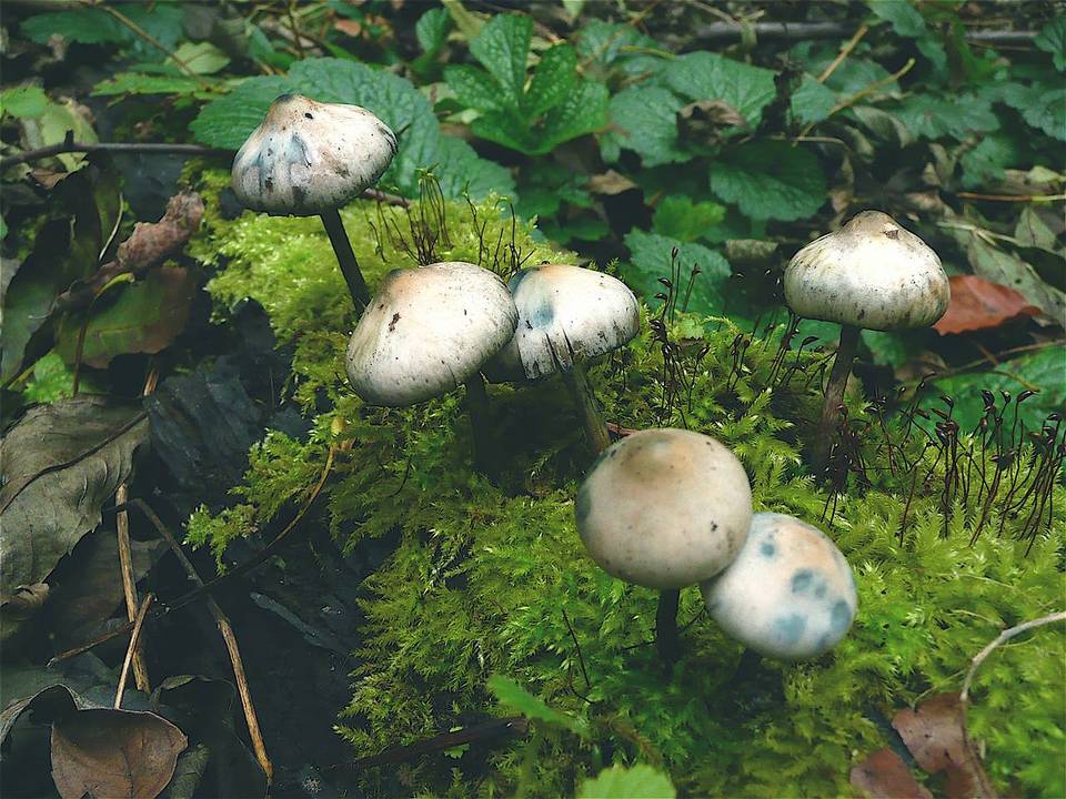 Psilocybe bohemica image