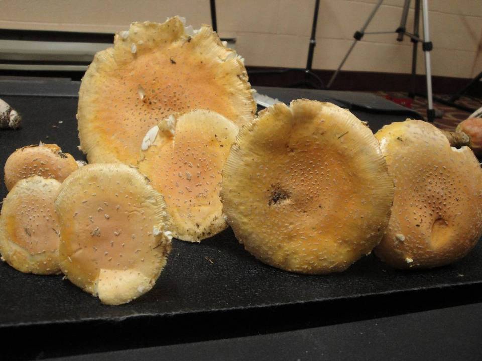 Amanita amerimuscaria image