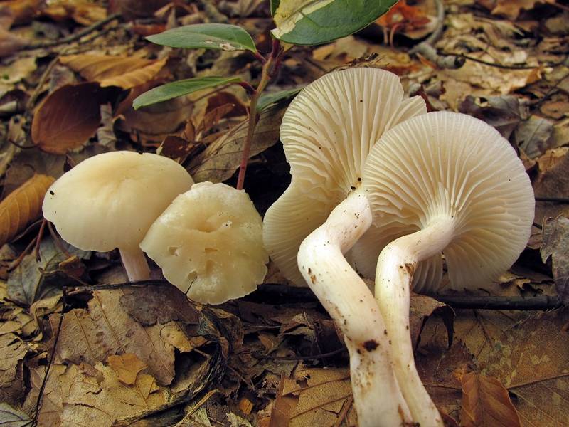 Camarophyllus virgineus image