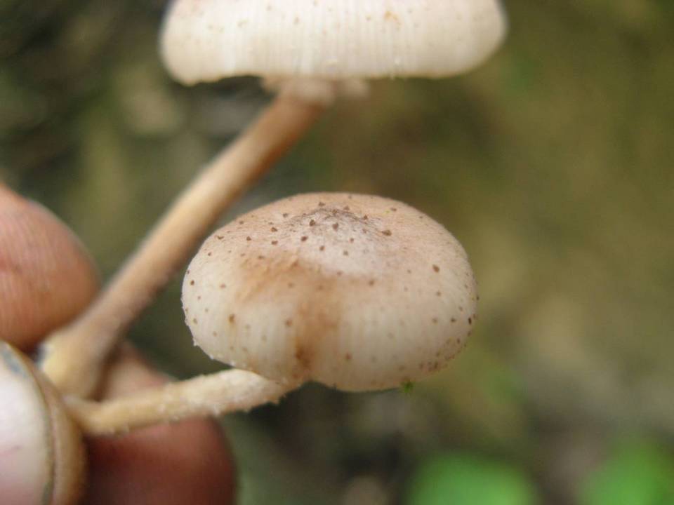 Armillaria mexicana image