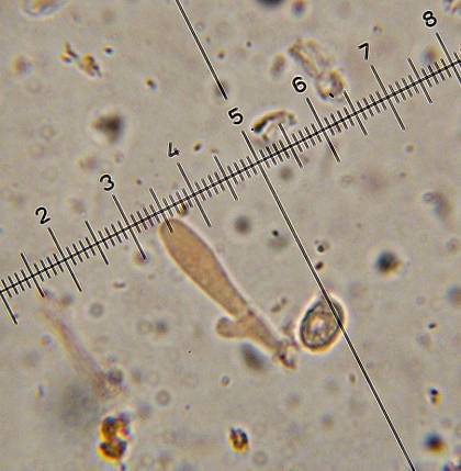 Armillaria mexicana image