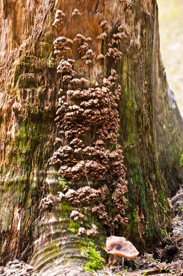 Gloeophyllum concentricum image