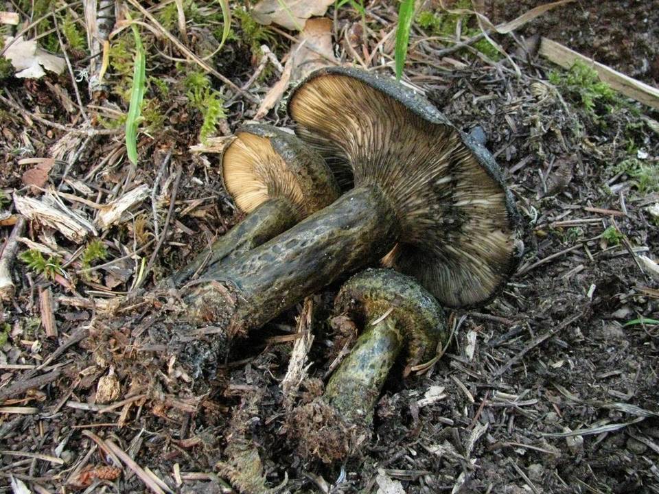Lactarius olivaceoumbrinus image
