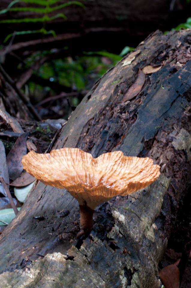 Cymatoderma elegans image