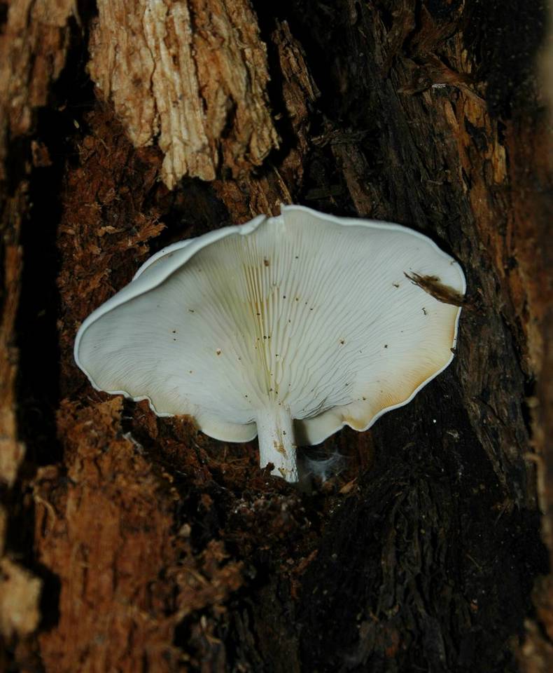Ossicaulis lignatilis image