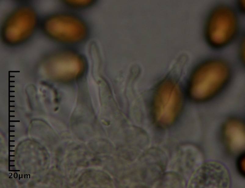 Psilocybe alutacea image