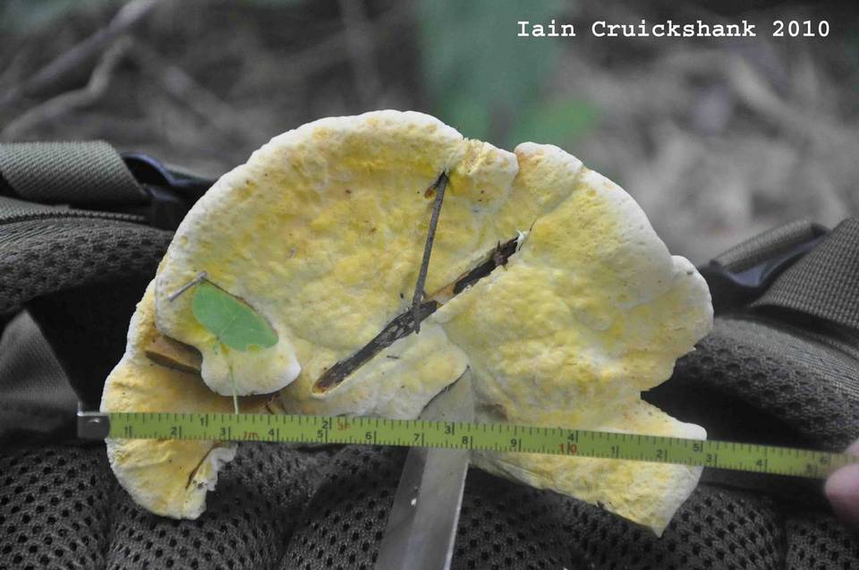 Gyrodontium image