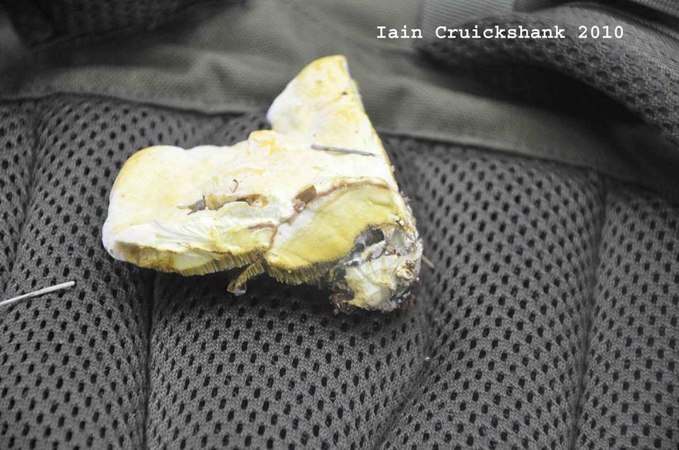 Gyrodontium sacchari image