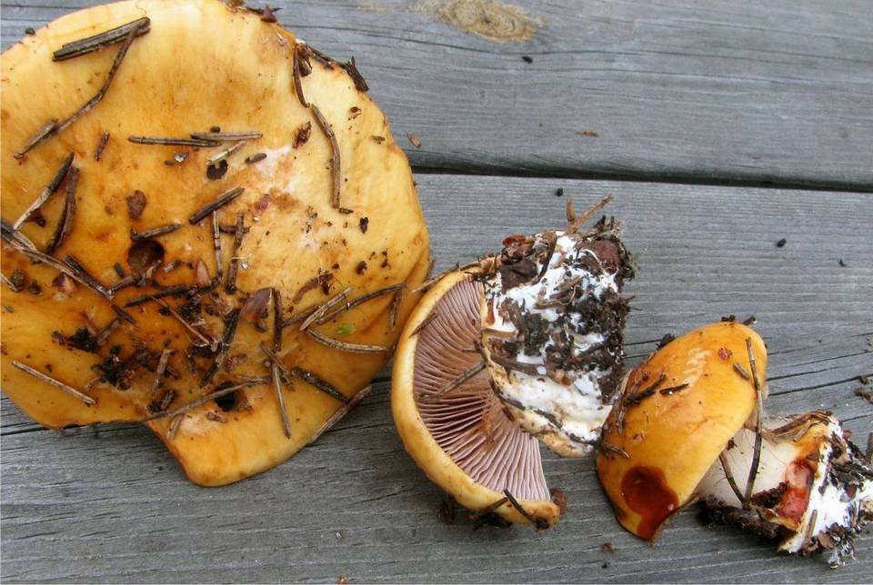 Cortinarius barbarorum image