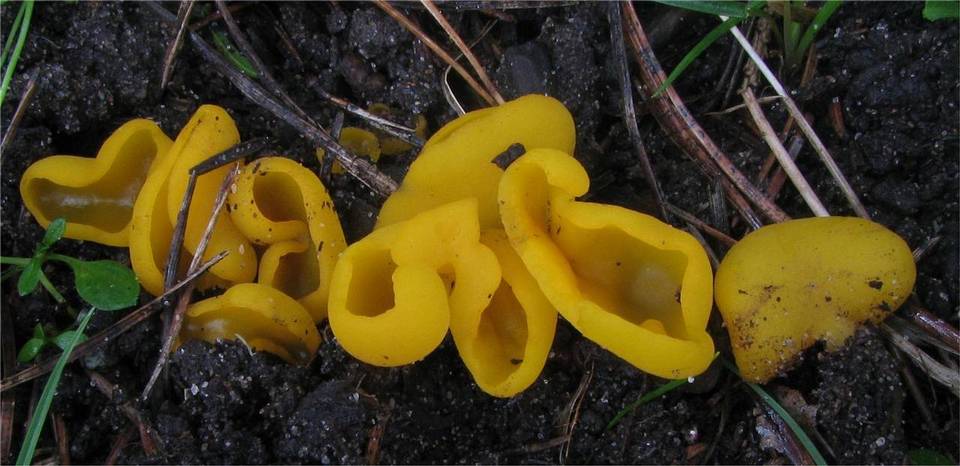 Sowerbyella imperialis image