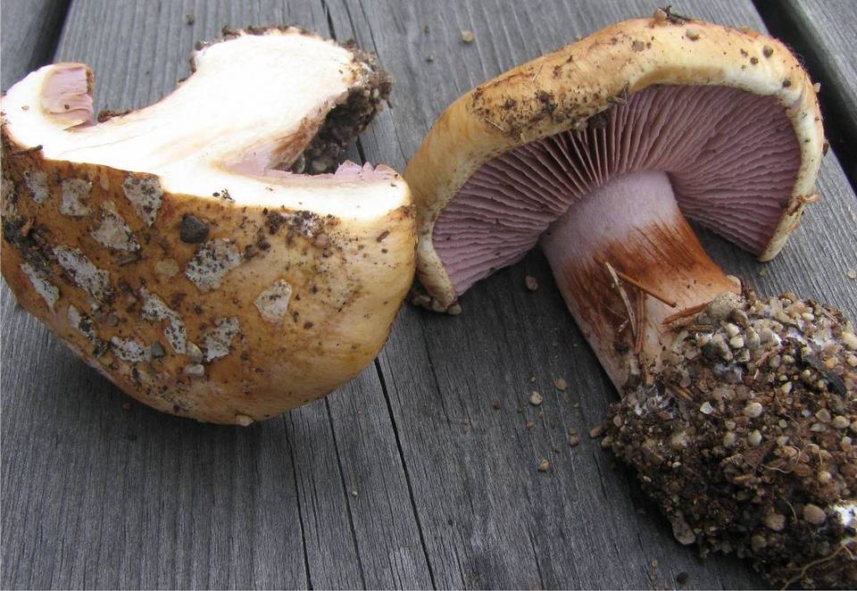 Cortinarius barbaricus image