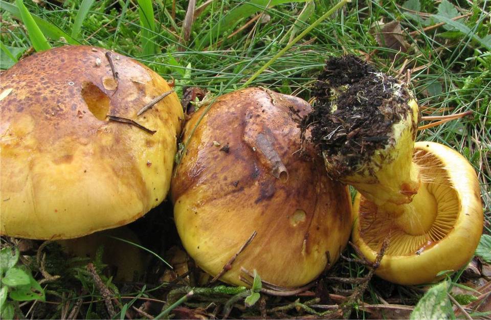 Cortinarius meinhardii image