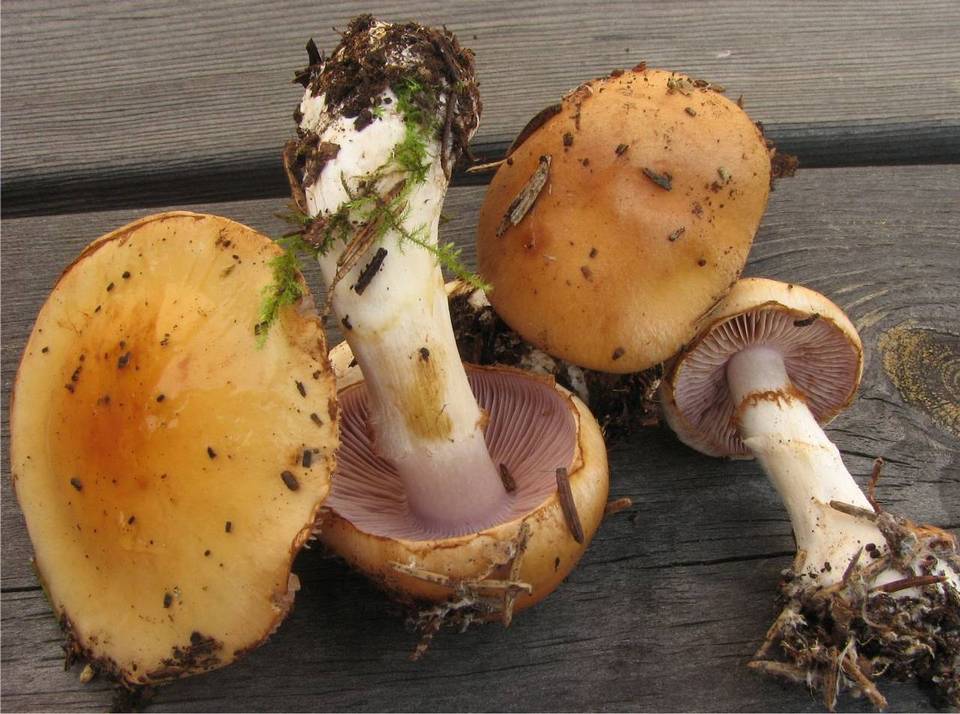 Cortinarius varius image