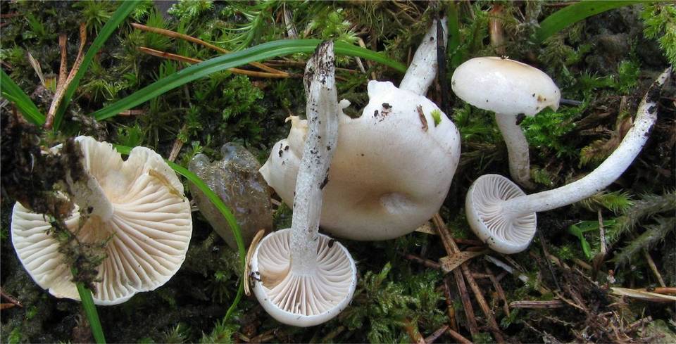 Hygrophorus subviscifer image