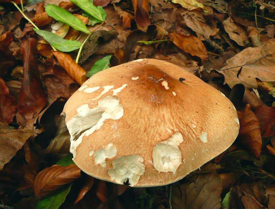 Limacella guttata image