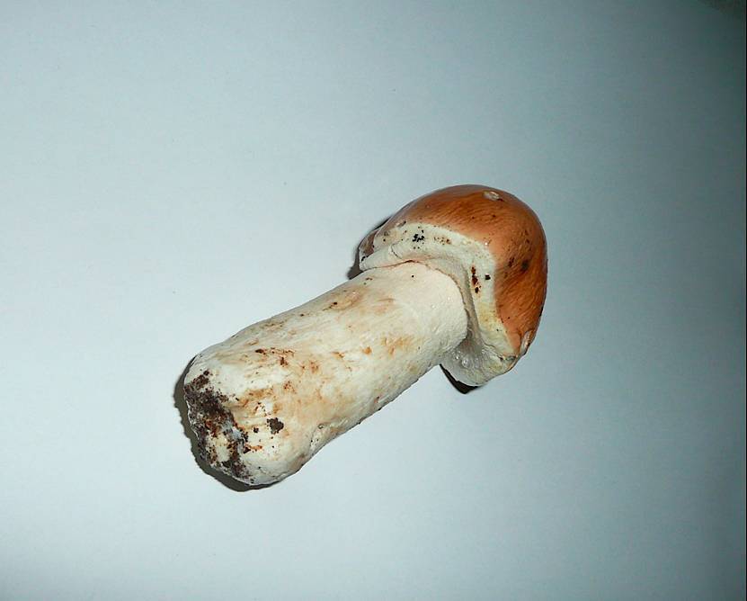 Limacella guttata image