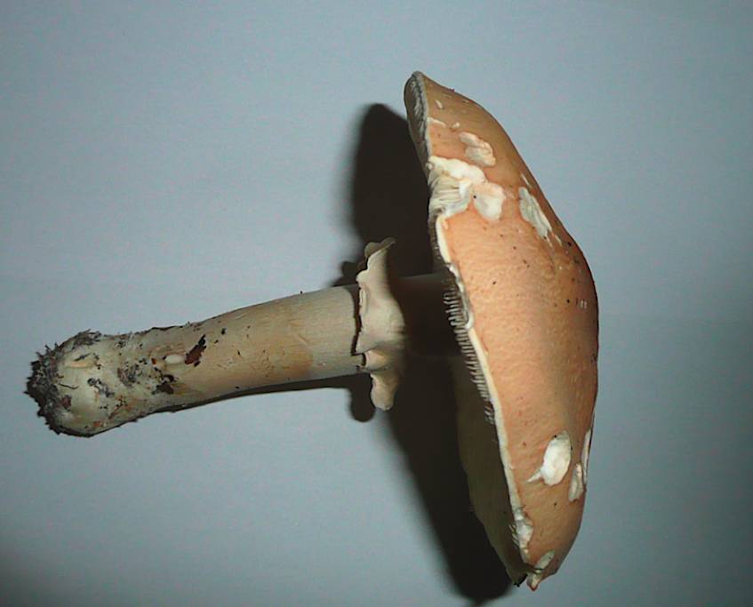 Limacella guttata image