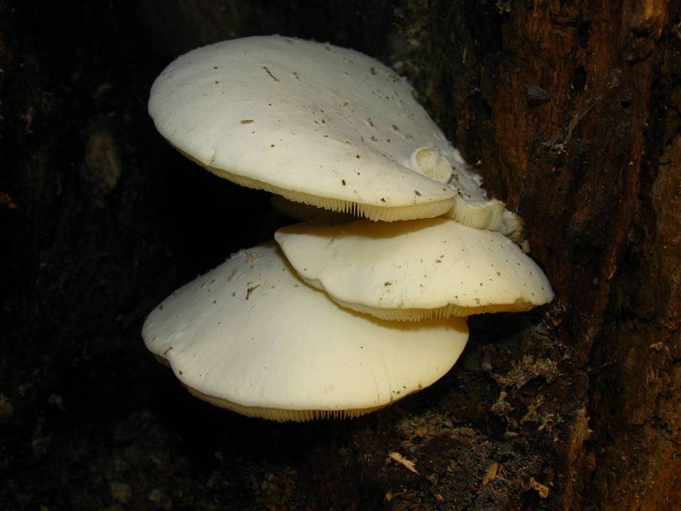 Ossicaulis lignatilis image