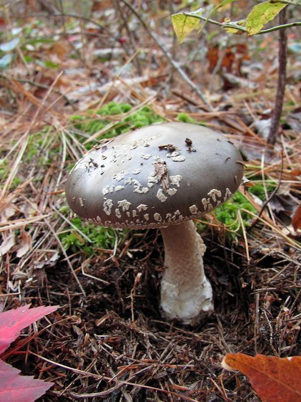 Amanita morrisii image