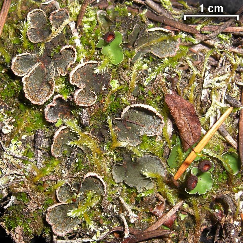Peltigera lepidophora image