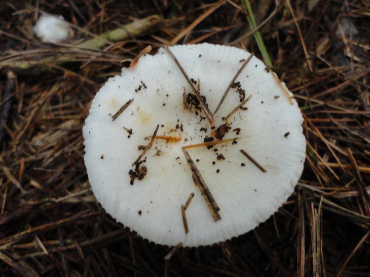 Russula perlactea image