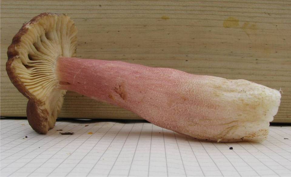 Russula taigarum image