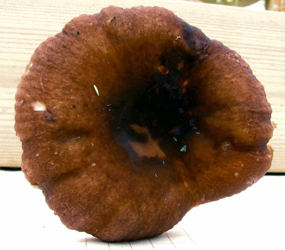 Russula taigarum image