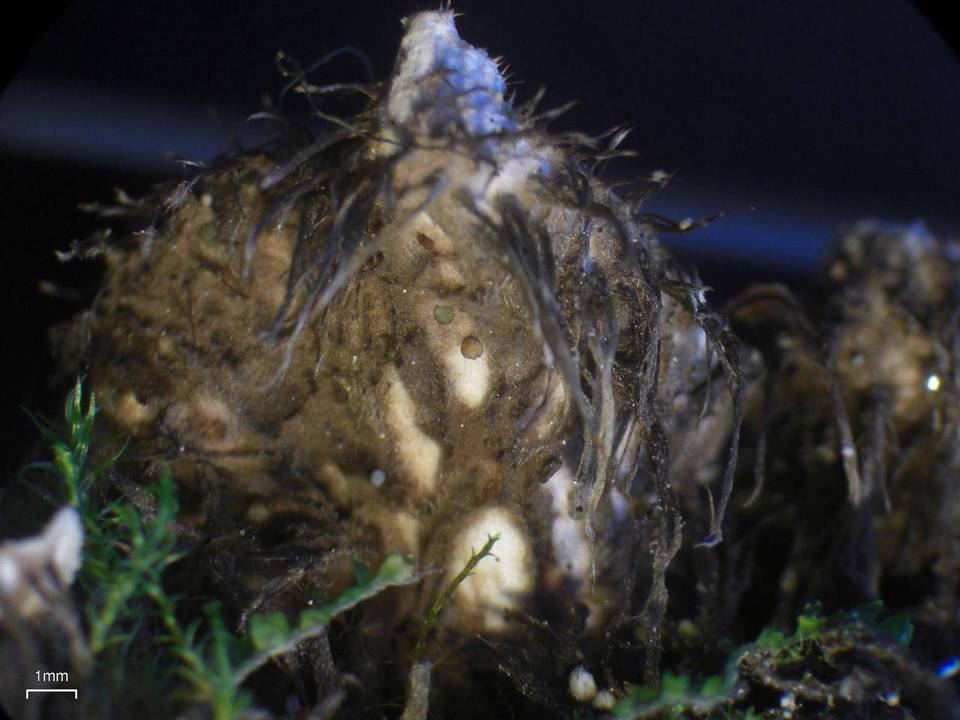 Peltigera lepidophora image